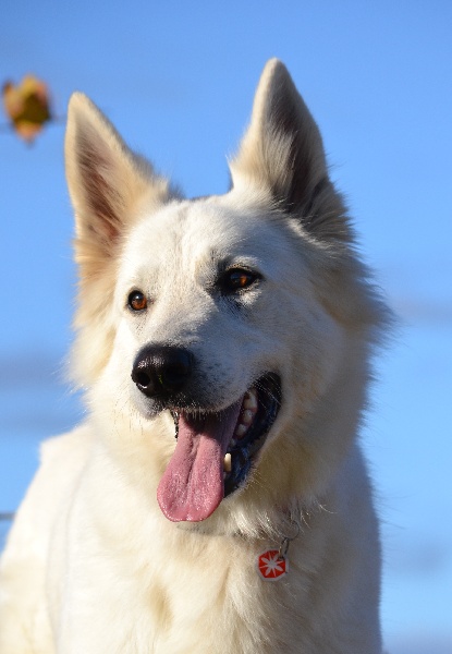 Akyra des grands moulin du got