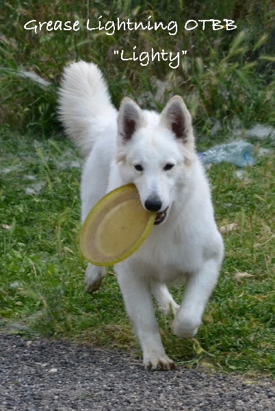 Grease lightning of trebons berger blanc