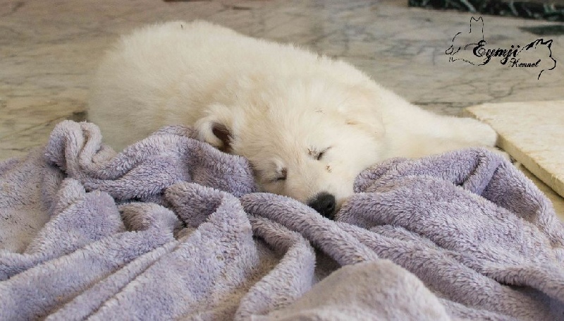 Eymji - Berger Blanc Suisse - Portée née le 12/03/2016